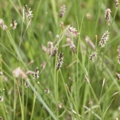 Eleocharis sp. at Illilanga & Baroona - 25 Nov 2018 10:20 AM