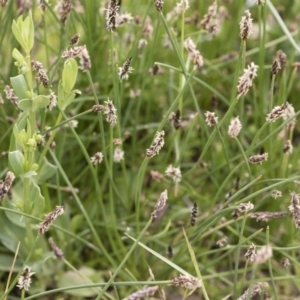 Eleocharis sp. at Illilanga & Baroona - 25 Nov 2018 10:20 AM