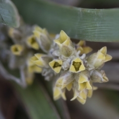 Lomandra multiflora (Many-flowered Matrush) at Michelago, NSW - 12 Jan 2019 by Illilanga