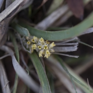 Lomandra multiflora at Illilanga & Baroona - 12 Jan 2019