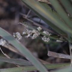 Lomandra multiflora at Illilanga & Baroona - 12 Jan 2019