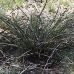 Lomandra multiflora at Illilanga & Baroona - 12 Jan 2019