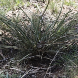 Lomandra multiflora at Illilanga & Baroona - 12 Jan 2019