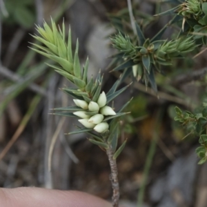 Melichrus urceolatus at Michelago, NSW - 5 Apr 2019 02:54 PM