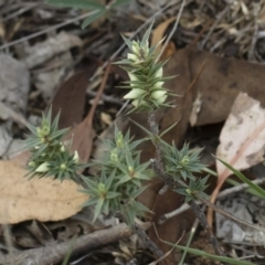 Melichrus urceolatus at Michelago, NSW - 5 Apr 2019 02:54 PM