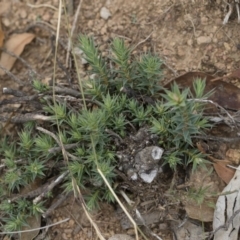 Melichrus urceolatus at Michelago, NSW - 5 Apr 2019 02:54 PM