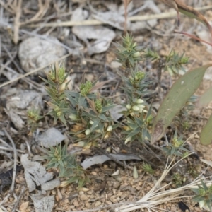 Melichrus urceolatus at Michelago, NSW - 13 Oct 2018