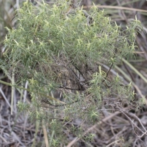 Cassinia longifolia at Illilanga & Baroona - 13 Oct 2018