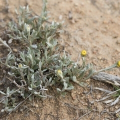 Chrysocephalum apiculatum (Common Everlasting) at Michelago, NSW - 13 Oct 2018 by Illilanga