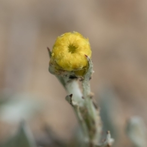 Chrysocephalum apiculatum at Illilanga & Baroona - 13 Oct 2018