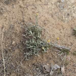 Chrysocephalum apiculatum at Illilanga & Baroona - 13 Oct 2018