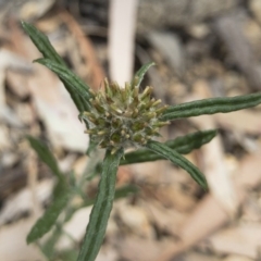 Euchiton sphaericus (star cudweed) at Michelago, NSW - 9 Dec 2018 by Illilanga