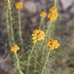 Chrysocephalum semipapposum at Michelago, NSW - 15 Dec 2018