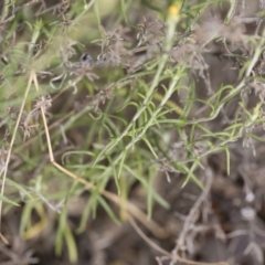 Chrysocephalum semipapposum at Michelago, NSW - 15 Dec 2018