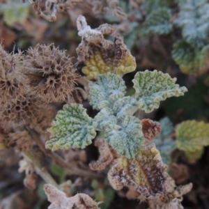 Marrubium vulgare at Banks, ACT - 20 Aug 2019