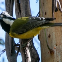 Falcunculus frontatus (Eastern Shrike-tit) at Paddys River, ACT - 31 Aug 2019 by SWishart