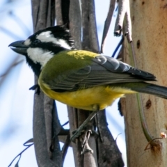 Falcunculus frontatus at Paddys River, ACT - 31 Aug 2019