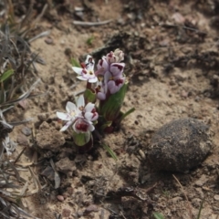 Wurmbea dioica subsp. dioica (Early Nancy) at Mcleods Creek Res (Gundaroo) - 31 Aug 2019 by MaartjeSevenster