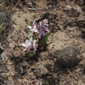 Wurmbea dioica subsp. dioica at Gundaroo, NSW - 31 Aug 2019 11:51 AM