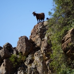 Capra hircus (Goat, Feral Goat) at Big Hill, NSW - 2 Aug 2019 by KimPullen