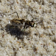 Cicindela (Hypaetha) upsilon (Tiger beetle) at Wollumboola, NSW - 7 Feb 2019 by KimPullen