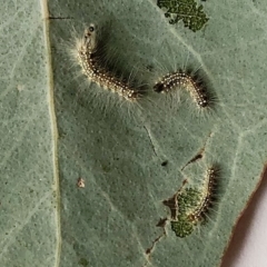 Uraba lugens (Gumleaf Skeletonizer) at Hughes, ACT - 29 Aug 2019 by ruthkerruish