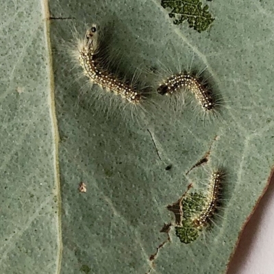 Uraba lugens (Gumleaf Skeletonizer) at Hughes, ACT - 29 Aug 2019 by ruthkerruish