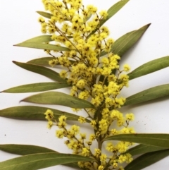 Acacia rubida at Hughes, ACT - 22 Sep 2019