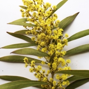 Acacia rubida at Hughes, ACT - 22 Sep 2019