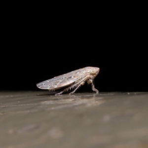 Cicadellidae (family) at Acton, ACT - 28 Aug 2019