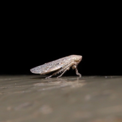 Cicadellidae (family) (Unidentified leafhopper) at Acton, ACT - 28 Aug 2019 by TimL