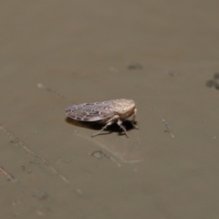 Cicadellidae (family) at Acton, ACT - 28 Aug 2019