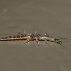 Chrysopidae (family) (Unidentified Green lacewing) at Acton, ACT - 28 Aug 2019 by TimL