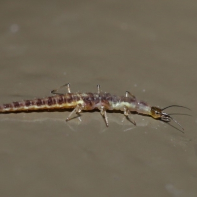 Chrysopidae (family) (Unidentified Green lacewing) at Acton, ACT - 28 Aug 2019 by TimL