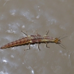 Chrysopidae (family) at Acton, ACT - 28 Aug 2019