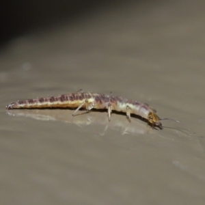 Chrysopidae (family) at Acton, ACT - 28 Aug 2019 01:53 PM