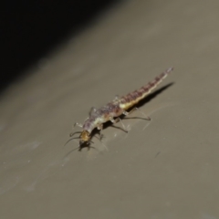 Chrysopidae (family) at Acton, ACT - 28 Aug 2019