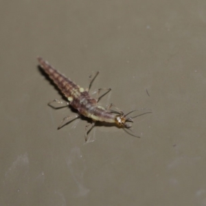 Chrysopidae (family) at Acton, ACT - 28 Aug 2019