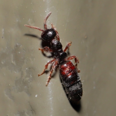 Tiphiidae (family) (Unidentified Smooth flower wasp) at Acton, ACT - 28 Aug 2019 by TimL