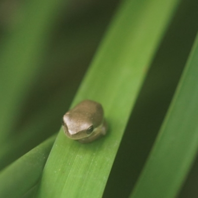 Litoria fallax (Eastern Dwarf Tree Frog) at Berry, NSW - 21 Nov 2018 by gerringongTB