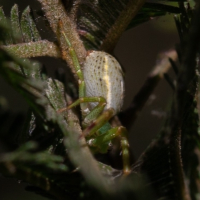 Lehtinelagia sp. (genus) (Flower Spider or Crab Spider) at Deakin, ACT - 31 Aug 2019 by rawshorty