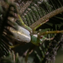 Lehtinelagia sp. (genus) at Deakin, ACT - 1 Sep 2019 08:50 AM