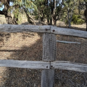 Papyrius nitidus at Dunlop, ACT - 1 Sep 2019