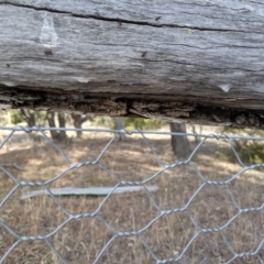 Papyrius nitidus at Dunlop, ACT - 1 Sep 2019