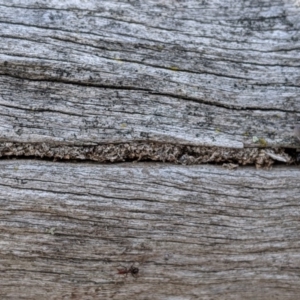 Papyrius nitidus at Dunlop, ACT - 1 Sep 2019