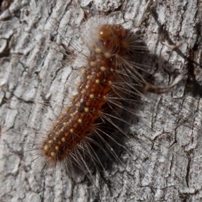 Uraba lugens (Gumleaf Skeletonizer) at Hughes, ACT - 1 Sep 2019 by rawshorty