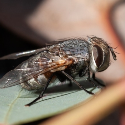 Tachinidae (family) (Unidentified Bristle fly) at Hughes, ACT - 31 Aug 2019 by rawshorty