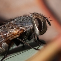 Tachinidae (family) at Hughes, ACT - 1 Sep 2019 09:10 AM