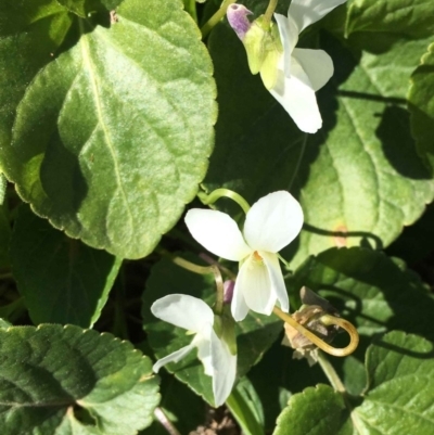 Viola odorata (Sweet Violet, Common Violet) at Oakey Hill - 1 Sep 2019 by RWPurdie