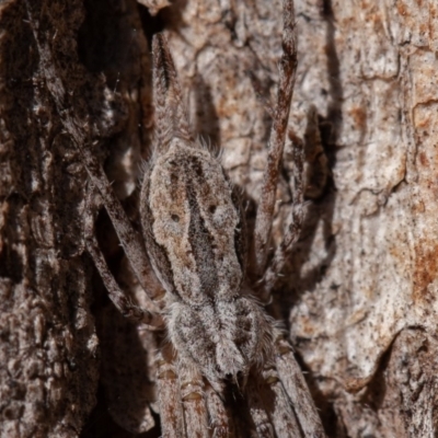 Tamopsis fickerti (Two-tailed spider) at Hughes, ACT - 1 Sep 2019 by rawshorty